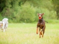 Gaia_Langhaarcollie_Maggy_Border_Collie_Rough_bluemerle_tricolor_Spencer_brauner_Dobermann_Hundefreunde_Freunde_Gassi (40)
