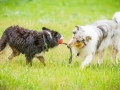 Gaia_Langhaarcollie_Maggy_Border_Collie_Rough_bluemerle_tricolor_Spencer_brauner_Dobermann_Hundefreunde_Freunde_Gassi (44)