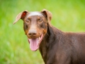 Gaia_Langhaarcollie_Maggy_Border_Collie_Rough_bluemerle_tricolor_Spencer_brauner_Dobermann_Hundefreunde_Freunde_Gassi (49)