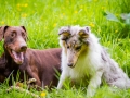 Hundetreffen_Maggy_Border_collie_Mischling_Gaia_Langhaarcollie_rough_Spencer_Dobermann_Hundefreunde_Marburg_HemlepFotografie_Spass (11)