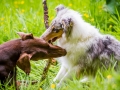Hundetreffen_Maggy_Border_collie_Mischling_Gaia_Langhaarcollie_rough_Spencer_Dobermann_Hundefreunde_Marburg_HemlepFotografie_Spass (16)