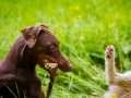 Hundetreffen_Maggy_Border_collie_Mischling_Gaia_Langhaarcollie_rough_Spencer_Dobermann_Hundefreunde_Marburg_HemlepFotografie_Spass (19)