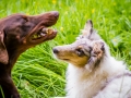 Hundetreffen_Maggy_Border_collie_Mischling_Gaia_Langhaarcollie_rough_Spencer_Dobermann_Hundefreunde_Marburg_HemlepFotografie_Spass (23)
