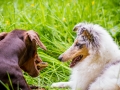 Hundetreffen_Maggy_Border_collie_Mischling_Gaia_Langhaarcollie_rough_Spencer_Dobermann_Hundefreunde_Marburg_HemlepFotografie_Spass (25)