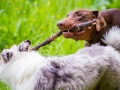 Hundetreffen_Maggy_Border_collie_Mischling_Gaia_Langhaarcollie_rough_Spencer_Dobermann_Hundefreunde_Marburg_HemlepFotografie_Spass (30)