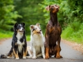 Hundetreffen_Maggy_Border_collie_Mischling_Gaia_Langhaarcollie_rough_Spencer_Dobermann_Hundefreunde_Marburg_HemlepFotografie_Spass (36)