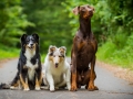 Hundetreffen_Maggy_Border_collie_Mischling_Gaia_Langhaarcollie_rough_Spencer_Dobermann_Hundefreunde_Marburg_HemlepFotografie_Spass (37)