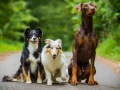 Hundetreffen_Maggy_Border_collie_Mischling_Gaia_Langhaarcollie_rough_Spencer_Dobermann_Hundefreunde_Marburg_HemlepFotografie_Spass (38)