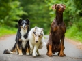 Hundetreffen_Maggy_Border_collie_Mischling_Gaia_Langhaarcollie_rough_Spencer_Dobermann_Hundefreunde_Marburg_HemlepFotografie_Spass (39)