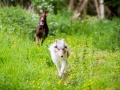 Hundetreffen_Maggy_Border_collie_Mischling_Gaia_Langhaarcollie_rough_Spencer_Dobermann_Hundefreunde_Marburg_HemlepFotografie_Spass (7)
