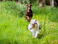 Hundetreffen_Maggy_Border_collie_Mischling_Gaia_Langhaarcollie_rough_Spencer_Dobermann_Hundefreunde_Marburg_HemlepFotografie_Spass (8)