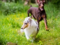 Hundetreffen_Maggy_Border_collie_Mischling_Gaia_Langhaarcollie_rough_Spencer_Dobermann_Hundefreunde_Marburg_HemlepFotografie_Spass (9)