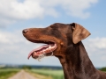 Hundemaedchen_Maggy_Gaia_Border_Collie_Rough_Langhaarcollie_Mischling_Spencer_Dobermann_Hundefreunde_Spaziergang_Treffen_Spiel_Spass (12)