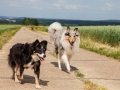 Hundemaedchen_Maggy_Gaia_Border_Collie_Rough_Langhaarcollie_Mischling_Spencer_Dobermann_Hundefreunde_Spaziergang_Treffen_Spiel_Spass (19)