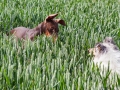 Hundemaedchen_Maggy_Gaia_Border_Collie_Rough_Langhaarcollie_Mischling_Spencer_Dobermann_Hundefreunde_Spaziergang_Treffen_Spiel_Spass (23)