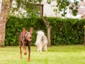 Hundemaedchen_Maggy_Gaia_Border_Collie_Rough_Langhaarcollie_Mischling_Spencer_Dobermann_Hundefreunde_Spaziergang_Treffen_Spiel_Spass (36)