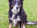 Hundemaedchen_Maggy_Gaia_Border_Collie_Rough_Langhaarcollie_Mischling_Spencer_Dobermann_Hundefreunde_Spaziergang_Treffen_Spiel_Spass (43)