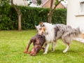 Hundemaedchen_Maggy_Gaia_Border_Collie_Rough_Langhaarcollie_Mischling_Spencer_Dobermann_Hundefreunde_Spaziergang_Treffen_Spiel_Spass (52)