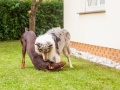 Hundemaedchen_Maggy_Gaia_Border_Collie_Rough_Langhaarcollie_Mischling_Spencer_Dobermann_Hundefreunde_Spaziergang_Treffen_Spiel_Spass (60)