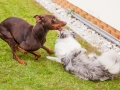 Hundemaedchen_Maggy_Gaia_Border_Collie_Rough_Langhaarcollie_Mischling_Spencer_Dobermann_Hundefreunde_Spaziergang_Treffen_Spiel_Spass (69)