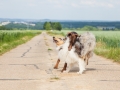 Hundemaedchen_Maggy_Gaia_Border_Collie_Rough_Langhaarcollie_Mischling_Spencer_Dobermann_Hundefreunde_Spaziergang_Treffen_Spiel_Spass (8)