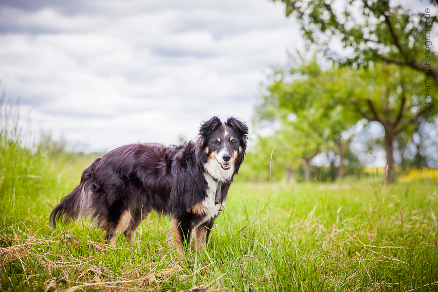 Hund herztabletten absetzen KfzVersicherung