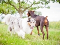 Hundemaedchen_Maggy_Gaia_Border_Collie_Rough_Langhaarcollie_Mischling_Besuch_Spencer_Dobermann_Hundefreunde_Tierfotografie_Marburg (3)