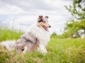 Hundemaedchen_Maggy_Gaia_Border_Collie_Rough_Langhaarcollie_Mischling_Besuch_Spencer_Dobermann_Hundefreunde_Tierfotografie_Marburg (34)