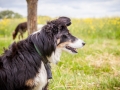 Hundemaedchen_Maggy_Gaia_Border_Collie_Rough_Langhaarcollie_Mischling_Besuch_Spencer_Dobermann_Hundefreunde_Tierfotografie_Marburg (37)