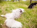 Hundemaedchen_Maggy_Gaia_Border_Collie_Rough_Langhaarcollie_Mischling_Besuch_Spencer_Dobermann_Hundefreunde_Tierfotografie_Marburg (40)