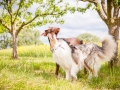 Hundemaedchen_Maggy_Gaia_Border_Collie_Rough_Langhaarcollie_Mischling_Besuch_Spencer_Dobermann_Hundefreunde_Tierfotografie_Marburg (44)