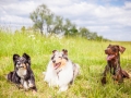 Hundemaedchen_Maggy_Gaia_Border_Collie_Rough_Langhaarcollie_Mischling_Besuch_Spencer_Dobermann_Hundefreunde_Tierfotografie_Marburg (50)