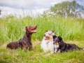 Hundemaedchen_Maggy_Gaia_Border_Collie_Rough_Langhaarcollie_Mischling_Besuch_Spencer_Dobermann_Hundefreunde_Tierfotografie_Marburg (53)