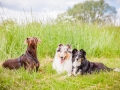 Hundemaedchen_Maggy_Gaia_Border_Collie_Rough_Langhaarcollie_Mischling_Besuch_Spencer_Dobermann_Hundefreunde_Tierfotografie_Marburg (55)