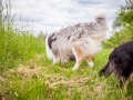 Hundemaedchen_Maggy_Gaia_Border_Collie_Rough_Langhaarcollie_Mischling_Besuch_Spencer_Dobermann_Hundefreunde_Tierfotografie_Marburg (6)