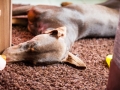 Hundemaedchen_Maggy_Gaia_Border_Collie_Rough_Langhaarcollie_Mischling_Besuch_Spencer_Dobermann_Hundefreunde_Tierfotografie_Marburg (72)