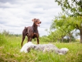 Hundemaedchen_Maggy_Gaia_Border_Collie_Rough_Langhaarcollie_Mischling_Besuch_Spencer_Dobermann_Hundefreunde_Tierfotografie_Marburg (8)