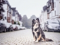 Tierfotografie_Marburg_Hundefotografie_Hund_Border_Collie_Mischling_Maggy_tricolo_Fotoshooting_City_Stadt_Shooting (1).jpg