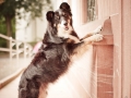 Tierfotografie_Marburg_Hundefotografie_Hund_Border_Collie_Mischling_Maggy_tricolo_Fotoshooting_City_Stadt_Shooting (3).jpg