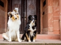 Tierfotografie_Marburg_Hundefotografie_Hund_Langhaarcollie_Rough_Border_Collie_Gaia_Maggy_Mischling_bluemerle_tricolor_City_Shooting_Stadt (3).jpg