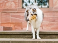 Tierfotografie_Marburg_Hundefotografie_Hund_Langhaarcollie_Rough_Collie_Gaia_bluemerle_Fotoshooting_City_Stadt_Shooting (19).jpg