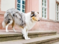 Tierfotografie_Marburg_Hundefotografie_Hund_Langhaarcollie_Rough_Collie_Gaia_bluemerle_Fotoshooting_City_Stadt_Shooting (21).jpg