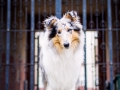 Tierfotografie_Marburg_Hundefotografie_Hund_Langhaarcollie_Rough_Collie_Gaia_bluemerle_Fotoshooting_City_Stadt_Shooting (23).jpg