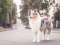 Tierfotografie_Marburg_Hundefotografie_Hund_Langhaarcollie_Rough_Collie_Gaia_bluemerle_Fotoshooting_City_Stadt_Shooting (27).jpg