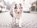 Tierfotografie_Marburg_Hundefotografie_Hund_Langhaarcollie_Rough_Collie_Gaia_bluemerle_Fotoshooting_City_Stadt_Shooting (3).jpg