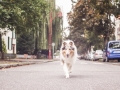 Tierfotografie_Marburg_Hundefotografie_Hund_Langhaarcollie_Rough_Collie_Gaia_bluemerle_Fotoshooting_City_Stadt_Shooting (31).jpg