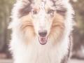 Tierfotografie_Marburg_Hundefotografie_Hund_Langhaarcollie_Rough_Collie_Gaia_bluemerle_Fotoshooting_City_Stadt_Shooting (35).jpg