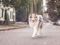 Tierfotografie_Marburg_Hundefotografie_Hund_Langhaarcollie_Rough_Collie_Gaia_bluemerle_Fotoshooting_City_Stadt_Shooting (37).jpg