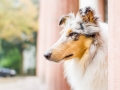 Tierfotografie_Marburg_Hundefotografie_Hund_Langhaarcollie_Rough_Collie_Gaia_bluemerle_Fotoshooting_City_Stadt_Shooting (9).jpg