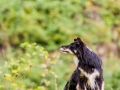 Border_Collie_Mischling_Maggy_tricolor_Hundefotografie_Marburg_Tierfotografie_Hund_Fotografin_Christine_Hemlep (1).jpg